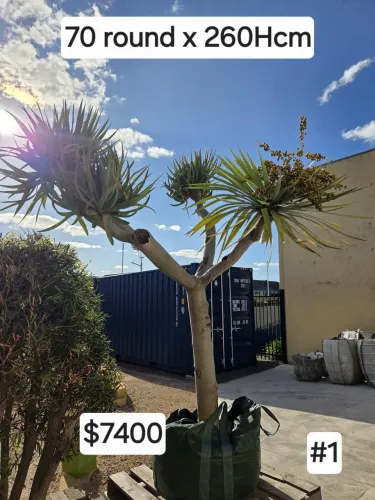 Balga (black boy) Xanthorrhoea and dragon tree landscaper package deal.